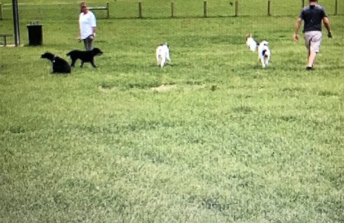 Franklin House | Fox's Den at Harlinsdale Park ~ Downtown Franklin. Pet Friendly! LOCATION!nnnn