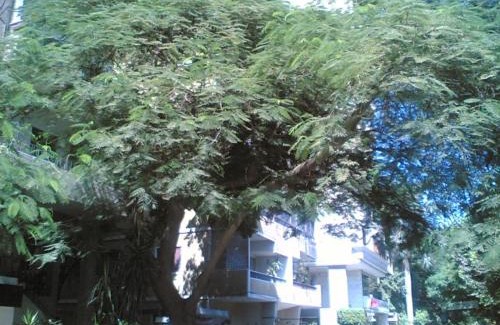 Agouza Apartment | Furnished Flat in Cairo zero one zero one zero six seven nine two four four