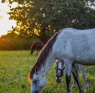 Malindi Other | Galloping Adventures