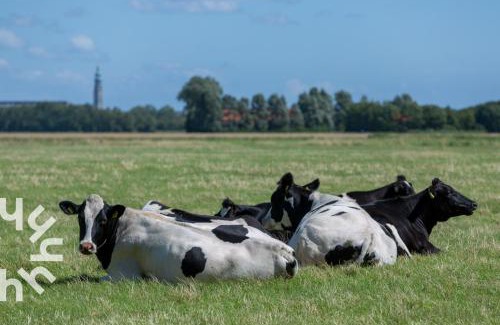 Grijpskerke House | Gezellige vakantiewonig gelegen in Grijpskerke