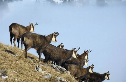 La Garde Cottage | Gite 2 ears, in the mountains, ski, hiking, cyclo - 6 pers - 2 ears.