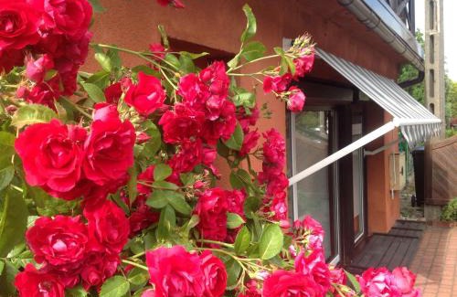 Malbork Bed & Breakfast | Gościniec Pod Markizami
