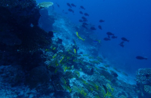 Mahibadhoo Hotel | Goby Lodge Guest House