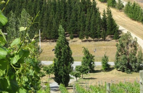 Alexandra Bed & Breakfast | Hawkdun Rise Vineyard & Accommodation