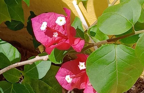 Altos De Chavon Apartment | Hente en ciljaderueda bienvenido