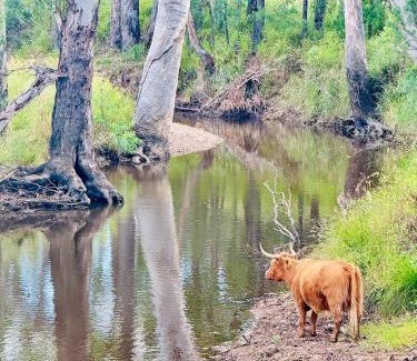 Kooroongarra House | Highland Cattle Farm Stay at Elveden by Narraburra
