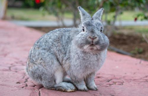 Playa del Ingles Hotel | HL Miraflor Suites Hotel