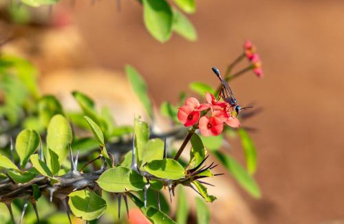 Hoedspruit House | Hoedspruit Bush Cottage