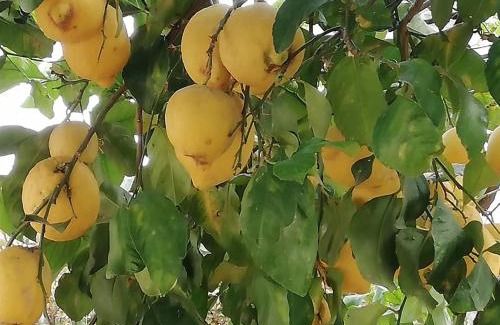 Realmonte Bed & Breakfast | Home Scala dei Turchi B&B