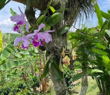 Quimbaya House | Hotel Boutique La Ceiba