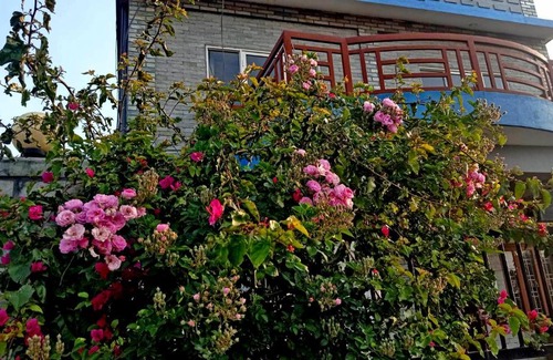 Pokhara Bed & Breakfast | Hotel Himalayan Home Lamagaun Pokhara 10 minute drive from tourist place lakeside rent Rooms