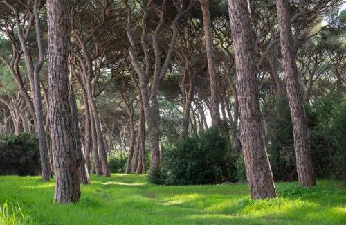 Follonica Hotel | Hotel Parco dei Pini - 100mt dal Mare