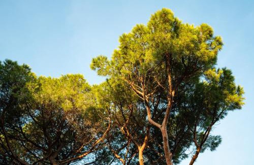 Follonica Hotel | Hotel Parco dei Pini - 100mt dal Mare