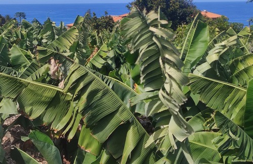 Puerto de la Cruz Cottage | House in rural environment 5 min from the beach