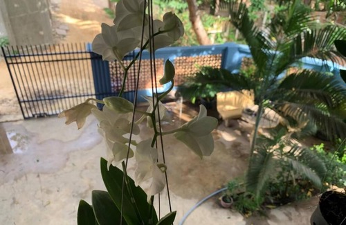 Siem Reap Apartment | House the of mango
