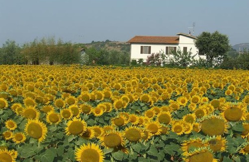Arcille Other | Il Punto Verde