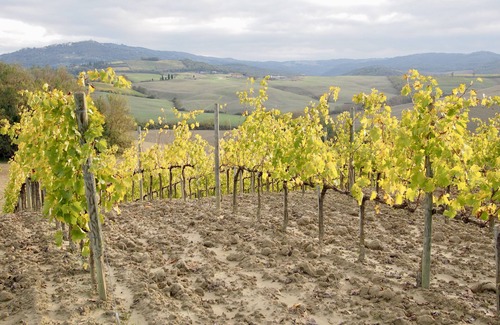 Montalcino Other | Independent apartment for 2 people with private patio