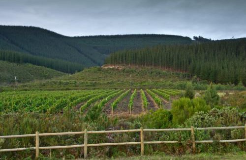 Bitou Villa | Kay and Monty Vineyard View