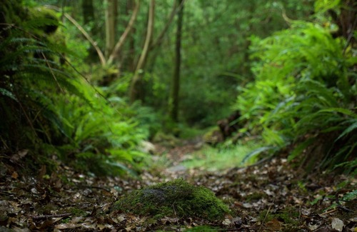 Graiguenamanagh House | Kilkenny Fairy Hideaway in Barn Conversion
