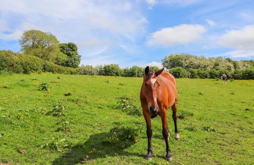 Longford Cottage | KWENRITH'S COTTAGE, pet friendly, with a garden in Oswestry