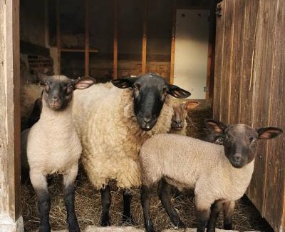 Touffreville-la-Corbeline House | La Chaumière aux Animaux