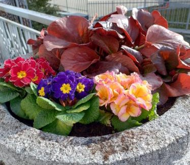 Montan-Angelin-Arensod Apartment | La Primula