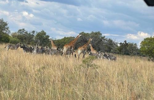 Hammanskraal Other | Lama Lama Game Reserve