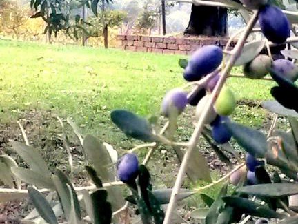 Orte Villa | Le Querce Antiche