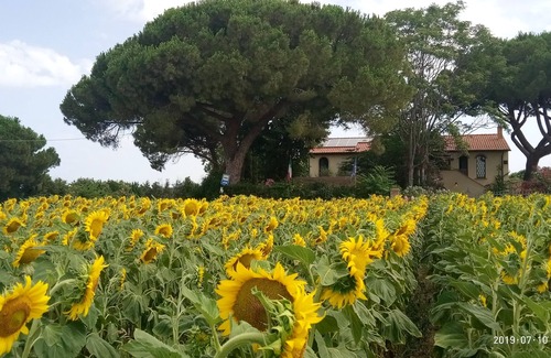 Campiglia Marittima Apartment | Lovely Studio in Tuscany countryside with garden and Pool near beaches