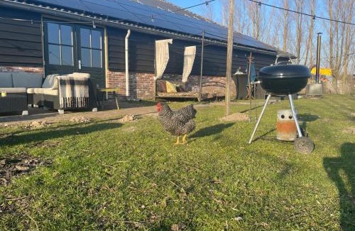Eemdijk Villa | Luxe in stiltegebied tussen loslopende Alpaca’s