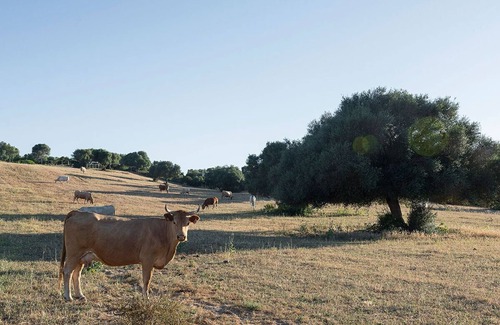 Conil de la Frontera Villa | Luxury Villa La Mina with private swimming pool-14 people-Conil de la Frontera