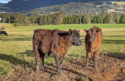 Barrengarry House | Maddys KV, Kangaroo Valley