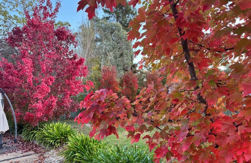 Bright Cottage | Maple Rose Cottage - pet friendly - park the car and walk everywhere!