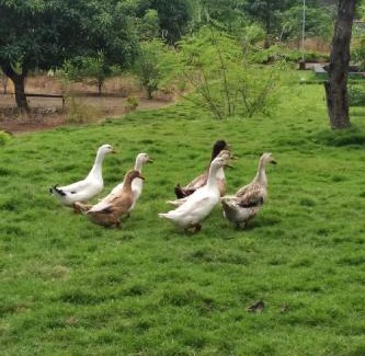 Shahapur House | Mars Agro Farm - Shahapur
