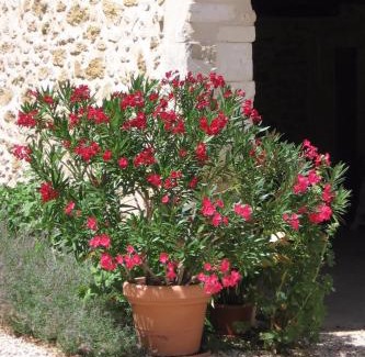 Saint-Restitut Villa | Mas provençal typique