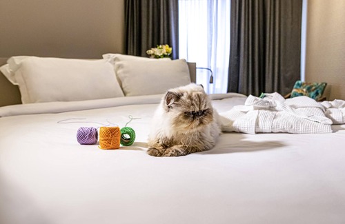 Florianopolis Hotel | Mercure Florianópolis