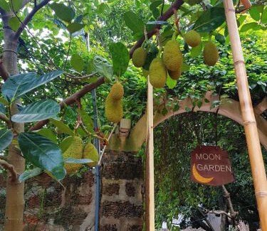 Son Tay Apartment | Moon Garden - Homestay Đường Lâm, Hà Nội