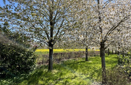 Splietsdorf Apartment | Nice apartment for 3 guests with WIFI, TV, terrace and pets allowed