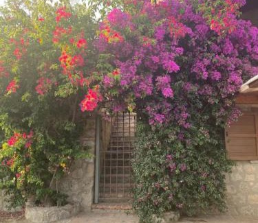 Palinuro House | Palinuro - Le Canfore casa vacanze vista su Capo Palinuro