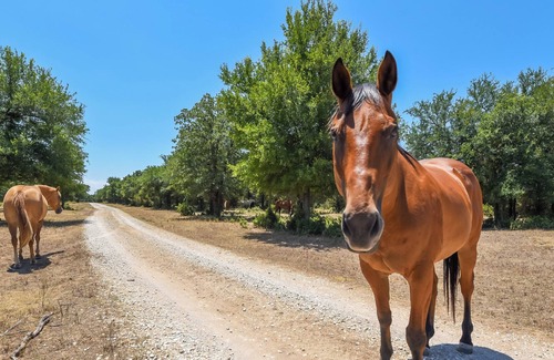 Dennis Cabin | Palo Pinto Paradise on 55-Acre Texas Farm