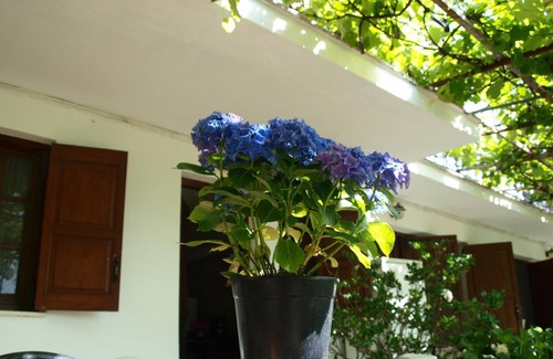 Agios Dimitrios House | Paradeisos Studio with Garden View