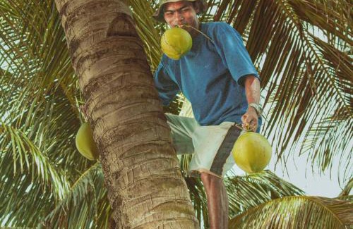 Catangnan Resort | Patrick's on the Beach Resort