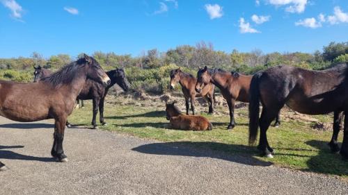 Fisherhaven Apartment | Paul's Place