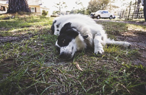 Fellowship House | Peaceful Quiet Charming Rustic Cottage Horse Farm Pet Friendly!