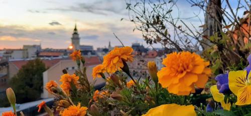 Novi Sad Apartment | Penthouse Modena