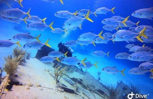 Nassau Boat Rental | Pig Beach 6 hours tour on CAT Phoenix 777 no sleep on the boat