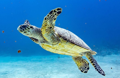 Nassau Boat Rental | Pig Beach 6 hours tour on CAT Phoenix 777 no sleep on the boat