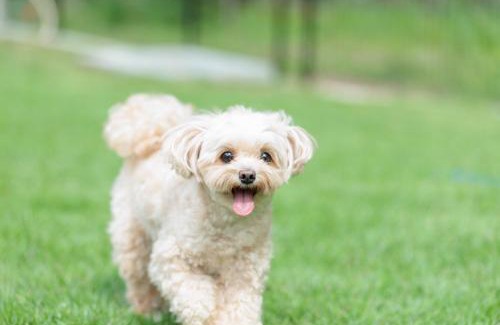 Yamanakako Villa | Pino-山中湖-新築ドッグラン付ヴィラ-小型犬3頭まで宿泊可-BBQ無料-お子様歓迎-最大6名まで宿泊可能