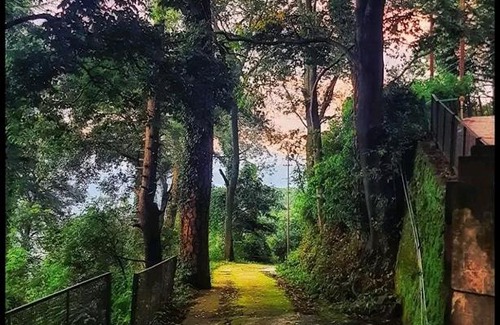 Kumarhatti Bed & Breakfast | PLEASING pine's # KASAULI VALLY#