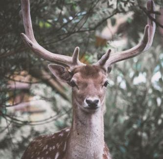 Polonezkoy Resort | Polonezköy Country Club & Accommodation in the Wildlife Park!